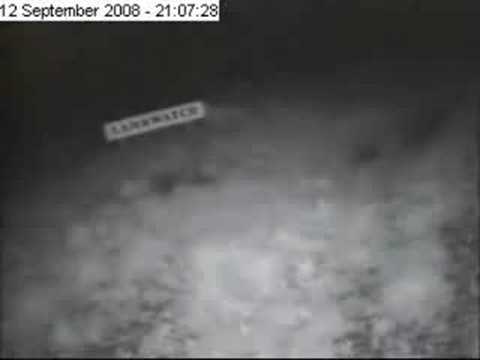 Sheep Versus Webcam!