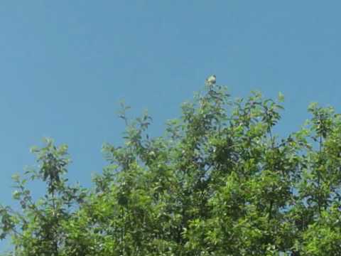 6/23/2010 Six Wild Quakers sited at Nest Platform # 2 of N.W.Bird Rescue.