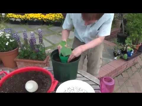 How to Grow and Care for Cucumber Part 1 Preparations and plantation