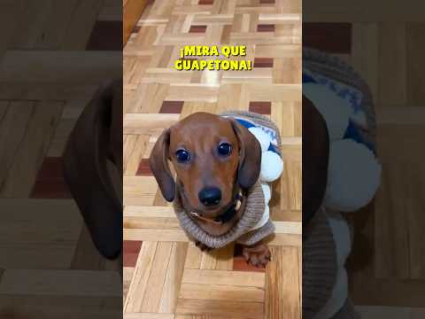 EXCLUSIVE‼️ ME as a LITTLE GIRL💖 #dachshund #dachshund #pets #humor #dogs #dog