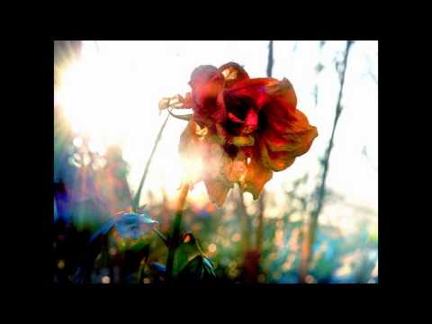 經典療癒歌曲 (阿桑 -The Rose)