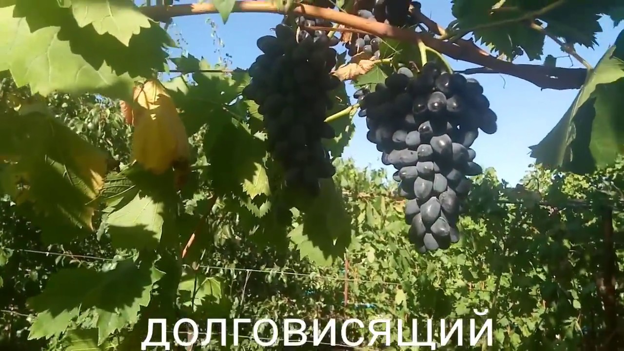 Виноград Декабрьский