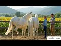 What Happens When Horses Meet On A Sunny Morning