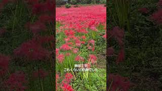 愛媛県　明穂彼岸花群生地