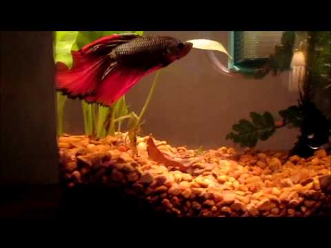 1.5 Gallon Betta Fish Tank