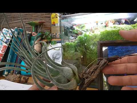 土を使わずに植物を植える: 私のティランジアが乾燥してしまうのはなぜですか?よくある4つの原因＋エアガールを復活させるにはどうすればいい？  庭園