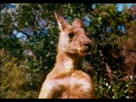 1990s Rolo Skippy The Kangeroo Advert