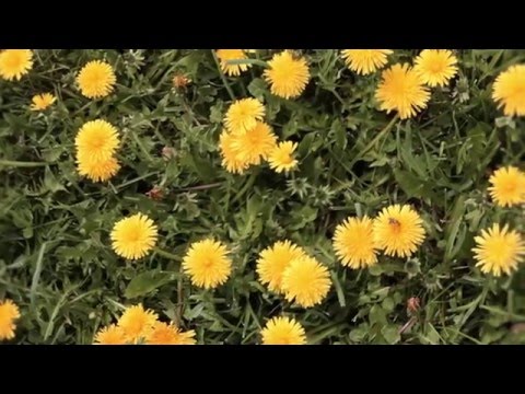 Kootenay Permaculture Institute's  23 year old Forest Garden