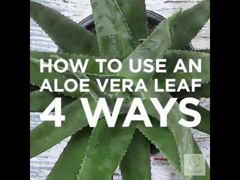DIY | HOME DECOR | 4 Creative ways to use an aloe vera leaf