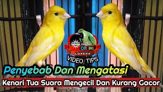 Download lagu penyebab dan mengatasi kenari tua suara mengecil dan kurang gacor mp3 Download lagu penyebab dan mengatasi kenari tua suara mengecil dan kurang gacor mp3