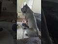 Gentle Giant cane corso