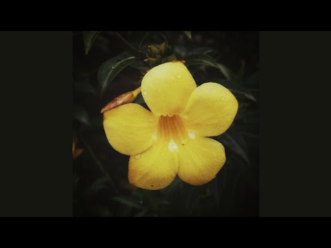 Rahil Blade - Mother Dearest