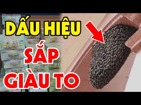 , title : 'Điều Gì Xảy Ra Khi ONG LÀM TỔ Trong Nhà? Là ĐẠI HỌA Hay THẦN TÀI GHÉ THĂM, Xem Ngay Kẻo Họa Sát Thân'