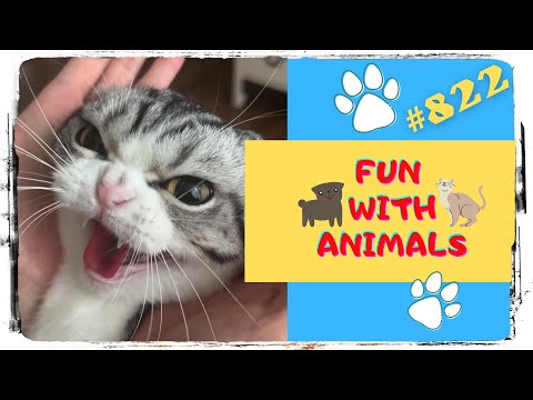 Funny Video 😭 Fun with Animals 🐰 Funny Animals 🐶 (Смешные Животные) - 822