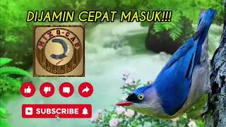 Download lagu RAMBATAN PARUH MERAH   SUARA AIR || DIJAMIN CEPAT MASUK || BUKTIKAN!!! mp3