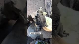 Lizard’s hips don’t lie  #smoothmoves #dancer #shakira #shorts #groove #latino #animals #hilarious