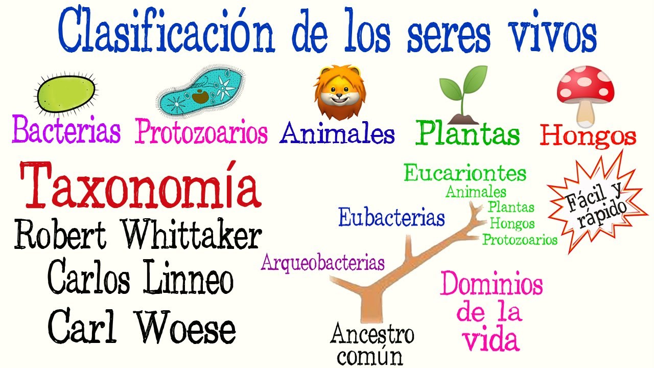 🌿5 Reinos y 3 Dominios de la Vida🐠 | Clasificación de los seres vivos| [Fácil y Rápido] | BIOLOGÍA |