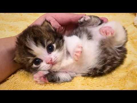 From the Streets to a Warm Home: Recording a Kitten's Healing Growth Journey Over 45 Days