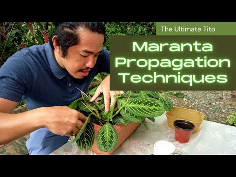 Maranta Propagation Techniques