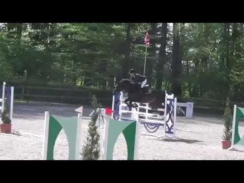 10j Stute Caretino x Narew 1,35m gewonnen “sold”