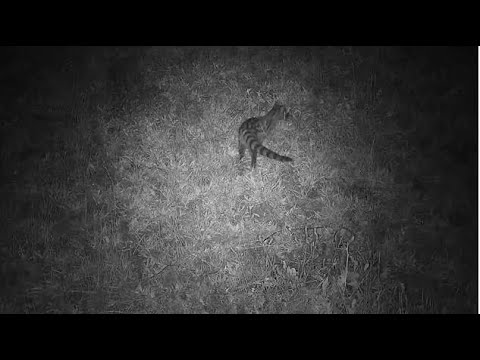 Djuma: Large-spotted Genet - 22:34 - 11/27/20