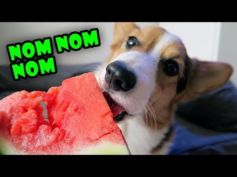 Corgi Dog Trying Fruit for the 1st Time is Strangely Satisfying