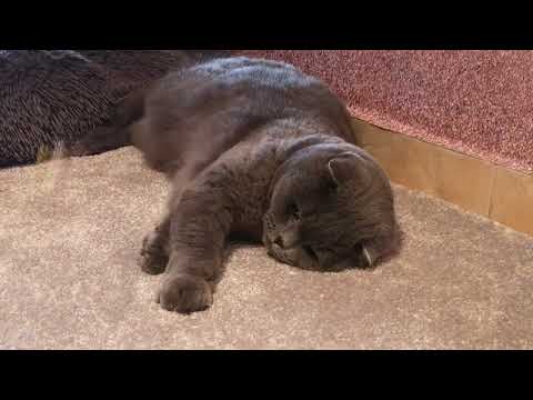 Daily life of Sharik