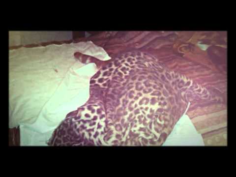 Harry Gatter ed il mantello dell'invisibilità