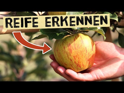 So erkennst du ob ein Apfel reif ist! Pflückreife und Genussreife - Äpfel, Birnen und Quitten