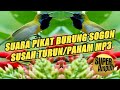 Sekali Dengar Pasti Langsung Turun Ke Pulut Mp3 Pikat Sogon
