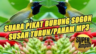 Download lagu Sekali dengar pasti langsung turun ke pulut||mp3 pikat sogon mp3