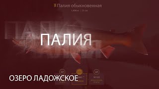 Отчет рыбалка в 2020 на ладожское озеро