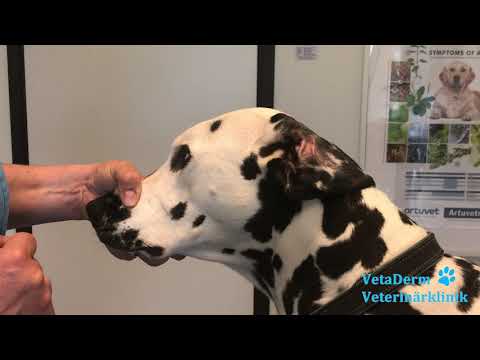 Öroninflammation hos hund VetaDerm Veterinärklinik