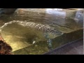 Nile Monitor Swimming Denver Zoo