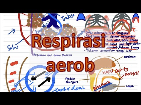 Respirasi aerob | Biologi T4