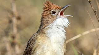 Download lagu Cucak jenggot kombinasi besetan pedas masteran wajib murai batu trotol dan muda hutan mp3 Download lagu Cucak jenggot kombinasi besetan pedas masteran wajib murai batu trotol dan muda hutan mp3