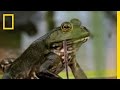 Bullfrogs Eat Everything National Geographic