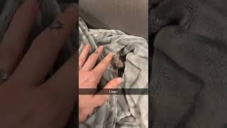 Rex Rat Rodents Videos