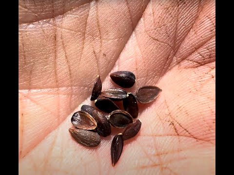 Ma-huang (Ephedra sinica), From seed to speed.