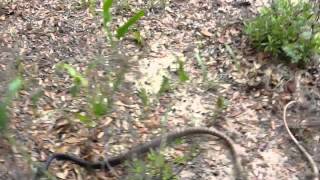 This is a coachwhip snake that I found