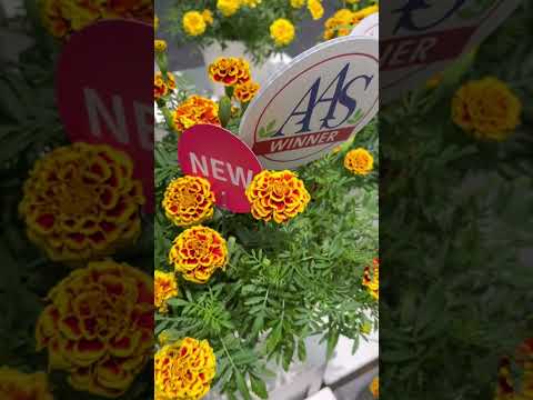 Mango Tango ~ the only marigold you’ll need to make an impressive garden statement! #aaswinner