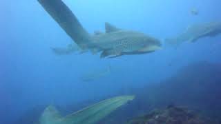 Tiburones Leopardo en Byron Bay