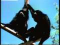 Sesame Street Monkeys Screeching