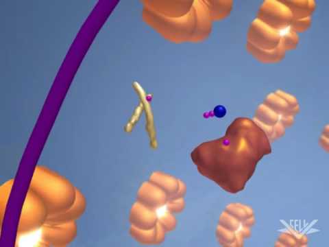 制御された転写 (Regulated Transcription)