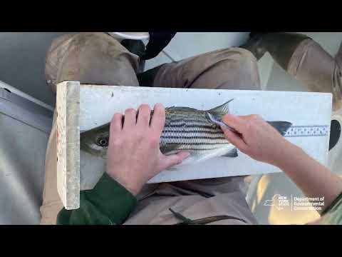 Rockland County Bass Season