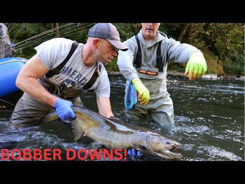 Early Fall Salmon BOBBER DOWN Success | LOW CLEAR |