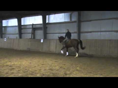 3-j. Holsteiner Wallach v Casall x Capitol x Othello x Ladykiller