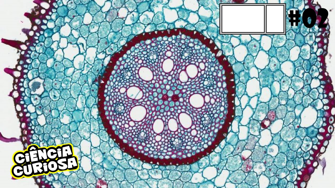 Aula Prática - Anatomia Vegetal - Aluno | PDF | Lente (ótica) | Raiz, image size:1280x720