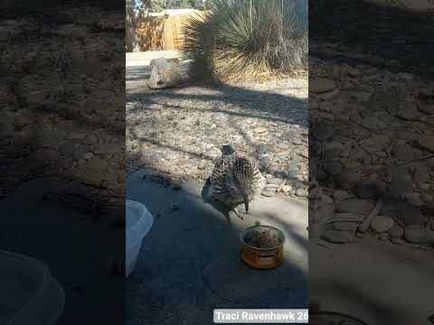 Special Needs Roadrunner Eats Chicken 3/9