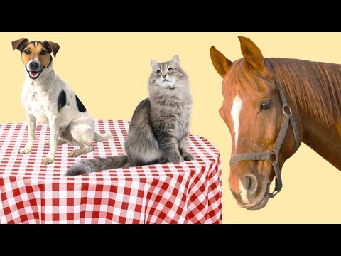 Why Don't We Eat Cats, Dogs, and Horses? - YouTube